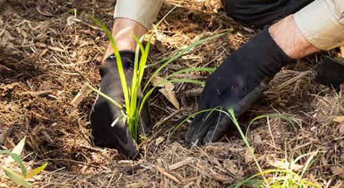 Man planting seedling in garden