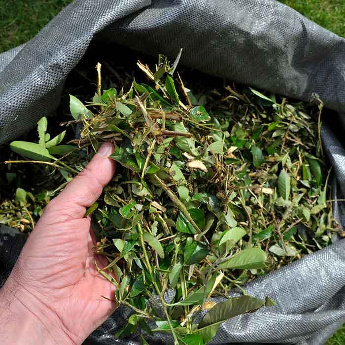 Reaching into bag with green waste