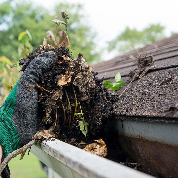 Handful of leaves and debris cleared from Brisbane gutter