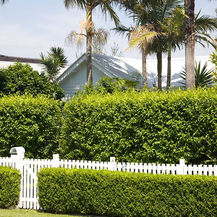 Professionally manicured hedge