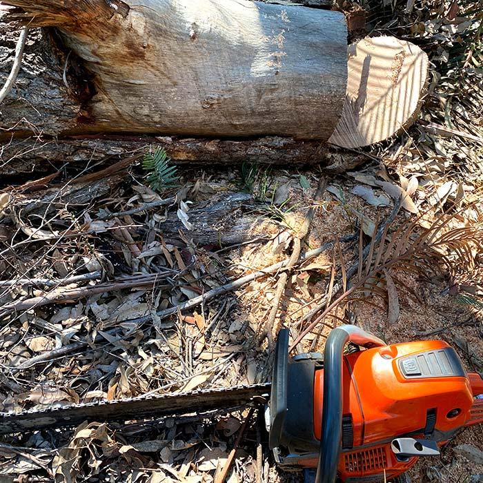 Chainsaw next to chopped tree stump