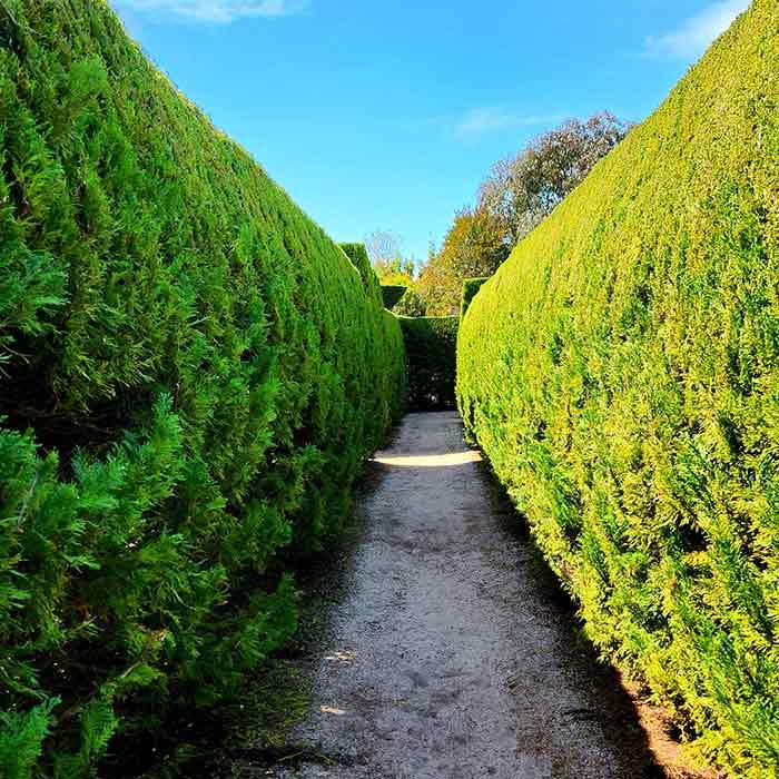 Large trimmed hedges on both sides of a long path